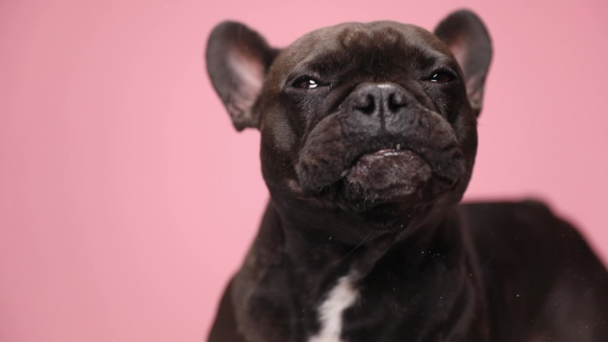 hungry black bully dog licking transparent glass in slow motion video and looking up on pink background in studio Royalty-Free Stock Footage #1065749173
