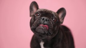 slow motion video of sweet little Frenchie puppy standing on pink background and licking transparent glass in studio