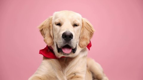 adorable Labrador retriever doggy sticking out tongue and panting, laying down, looking to side, curiously looking up on pink background in studio