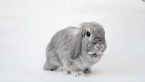 Grooming. A gray lop-eared decorative rabbit sits on a white background while being combed by a hand with a special comb. Close up. The concept of pet care.