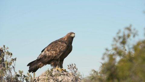 Golden Eagle (Aquila chrysaetos), female, on the rock of the top of a mountain, Alicante province, Costa Blanca, Spain
