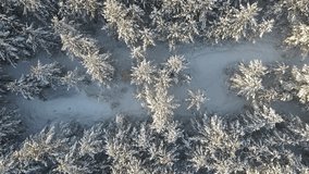 4k video of takeoff over a winter forest whose trees are in the snow and in the center there is a glade where traces of animals are visible