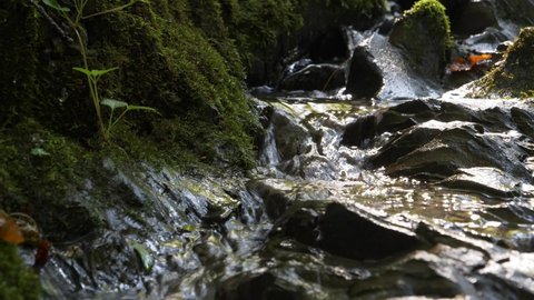 Tiny brook, clean mountain water flows between stones