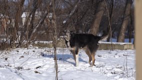 4k video of street stray black dog barking outdoors in winter snowy landscape. Footage with original sound