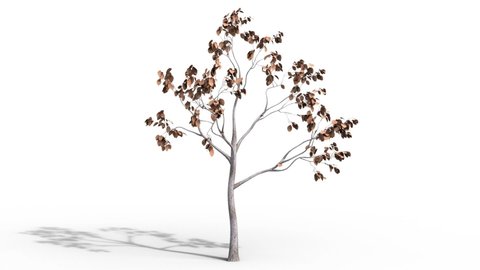 An animated video of a tree growing from the ground Tree growth order And the wind blows the leaves moving with matte alpha.