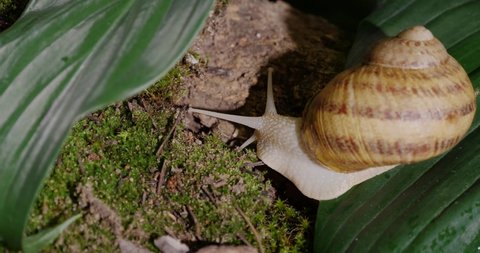 Common garden snail moving slowly from green leaf onto mossed tree trunk, closeup