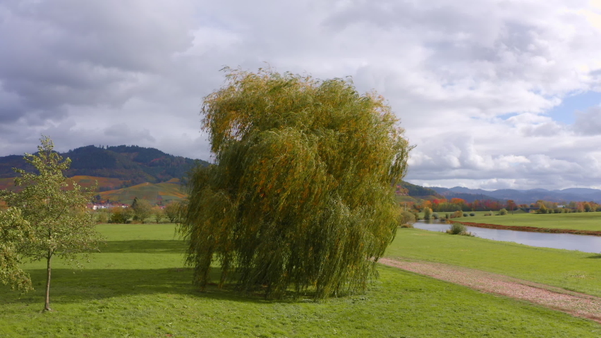 flying around a nice tree on a cloud-sunny day