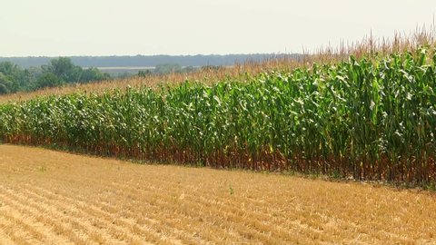 field of corn during the period of grain filling in the stump
