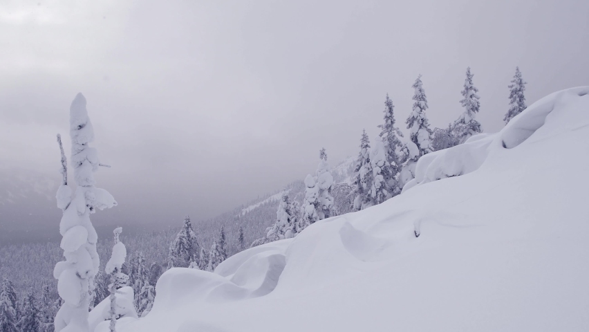 Snow falls calmly on slope of forest hill. Winter landscape with snow covered slope diagonally. Snowdrifts and snow firs stand under cloudy sky. Forest on horizon in fog due to snowfall