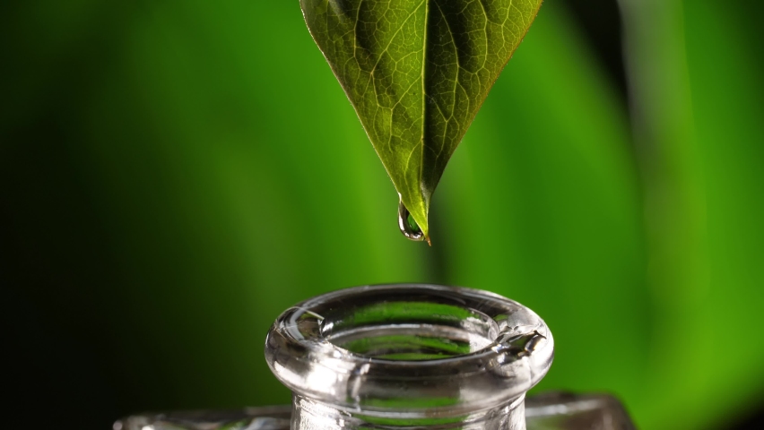 Essential oil dropping from leaf | Shutterstock HD Video #1065777652