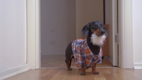 Funny dachshund dog in checkered shirt and with fake gray beard dressed as lumberjack or hipster, and runs out of room ready to have fun at costume party