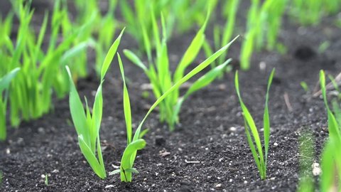 Growing Plants In Timelapse Sprouts の動画素材 ロイヤリティフリー Shutterstock