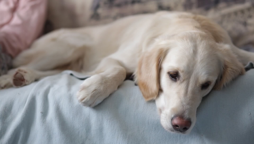 golden retriever dog sleeping on the bed 