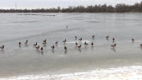 Ducks swim in a small ice-hole in the pond. Ducks swim on the lake in winter, a flock of ducks prepares to fly to warm countries, wild ducks spend the winter on a warm pond.

