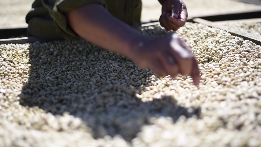 Rural man drying coffee beans in solar dryer, Dry organic green bean selecting in coffee milling process. | Shutterstock HD Video #1065790537