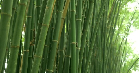 Bamboo branch in bamboo forest, beautiful green nature. Close up