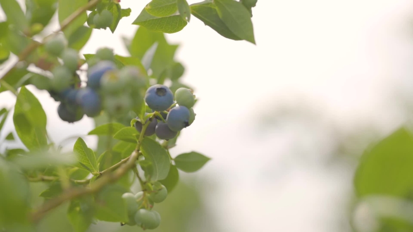 Bluberries in a Field in summer Royalty-Free Stock Footage #1065804343