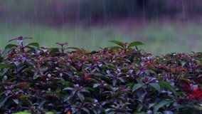 4K Video : Heavy torrential rain falling on the Firebush flower plant. Gardeners love firebush because it produces flowers from late spring until the first frost. 