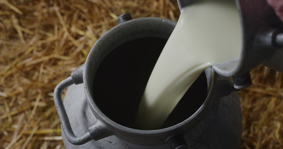 Cinematic macro top view shot of young male farmer is pouring fresh milk to filling a can used for biological dairy products industry in a cowshed stable of countryside farm with hay. Royalty-Free Stock Footage #1065811567