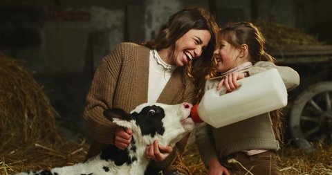 Cinematic shot of happy mother and little daughter feeding from bottle with dummy ecologically grown newborn calf used for biological milk products industry in cowshed stable of countryside dairy farm