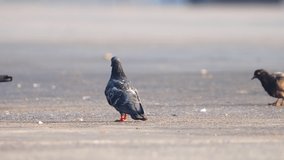 Pigeons foraging in public places
