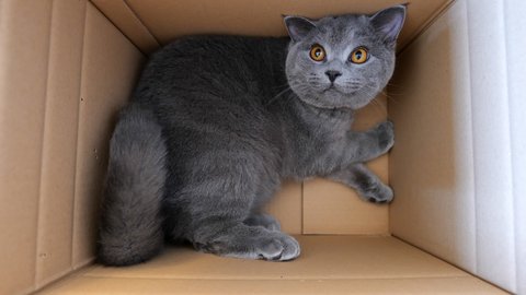 British Shorthair cat plays inside cardboard box