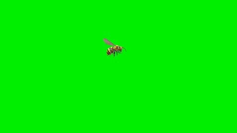 Bee flying on green screen