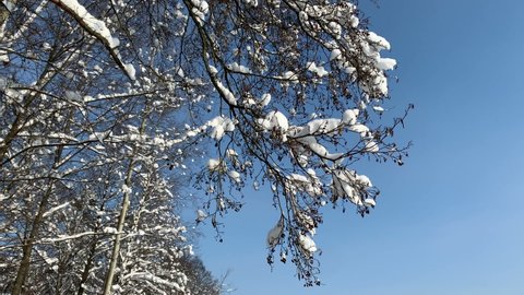 snow on the branches of an alder. blue sky
