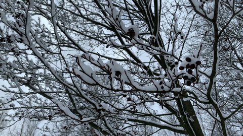 snow on the branches of an alder. 