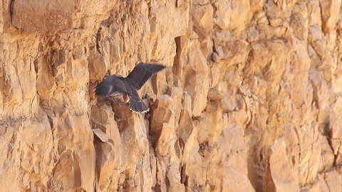 A young Lanner falcon stands on a cliff near the nest in the Judean Desert