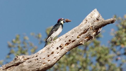 MS SLO MO Acorn woodpecker (Melanerpes formicivorus) on granary tree branch, California, USA