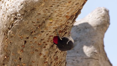 CU SLO MO Acorn woodpecker (Melanerpes formicivorus) on granary tree, California, USA