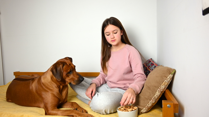 Young girl give some biscuits treats to her Rhodesian ridgeback dog. 