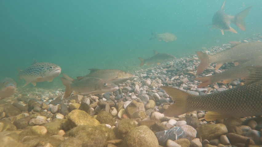 Underwater footage swimming Brown trout and Barbl, Live in the river habitat. Lake Trout (Salmo trutta morpha lacustris) and Barbl (Barbus barbus). Underwater mountain creek, nature light. Royalty-Free Stock Footage #1065816187