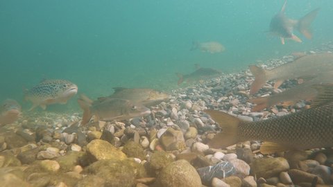 Underwater footage swimming Brown trout and Barbl, Live in the river habitat. Lake Trout (Salmo trutta morpha lacustris) and Barbl (Barbus barbus). Underwater mountain creek, nature light.