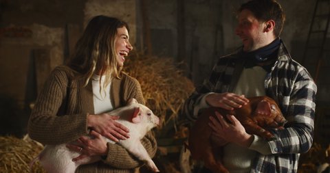 Cinematic shot of young happy proud farmers caressing with love and care ecologically grown newborn piglets used for biological genuine products industry in pigpen of countryside pigs breeding farm.