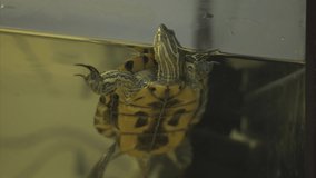 A red-eared turtle in the home aquarium. Nature in house. A video for the zoological shop