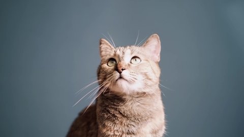 Cute Ginger Tabby Cat Yawning Stock Footage Video 100 Royalty Free Shutterstock