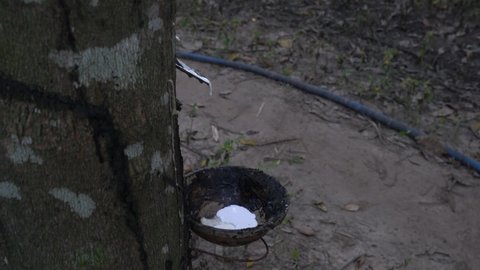 The resin is being obtained from rubber trees in Myanmar