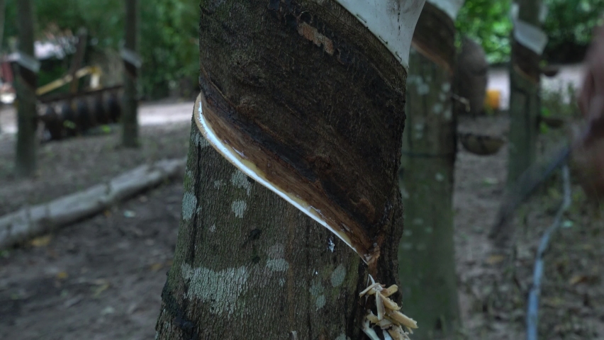 The resin is being obtained from rubber trees in Myanmar