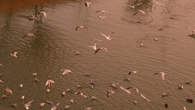 4K video of a group of birds pigeons ducks and seagulls on a river in a city during a winter sunrise