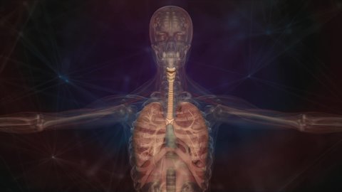 Human Anatomy Xray Scanning Respiratory System Stock Footage Video (100 ...