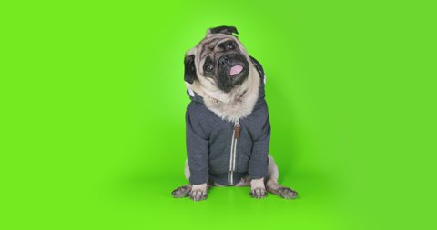 Funny, cute pug dog dressed in hoodie, sport hooded sweatshirt. Interested and surprised, tilting head funny.  Green screen. Funny dog concept.