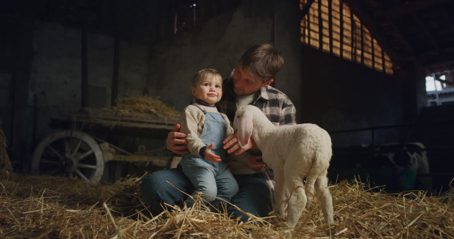 Cinematic shot of happy father and toddler son caressing with love and care ecologically grown newborn lamb used for biological genuine wool industry in hay barn of countryside agricultural farm. 