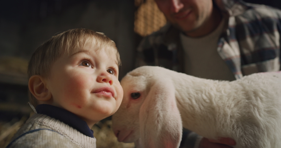 Cinematic close up of happy father and toddler son caressing with love and care ecologically grown newborn lamb used for biological genuine wool industry in hay barn of countryside agricultural farm.  Royalty-Free Stock Footage #1065836671