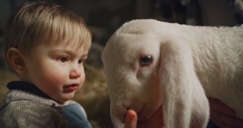 Cinematic close up of happy father and toddler son caressing with love and care ecologically grown newborn lamb used for biological genuine wool industry in hay barn of countryside agricultural farm. 