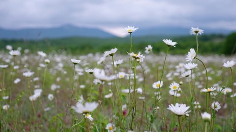 Wild field with chamomile flowers against the background of mountains and clouds