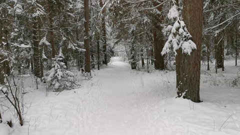 A walk in a snowy forest with a narrow path between the trees