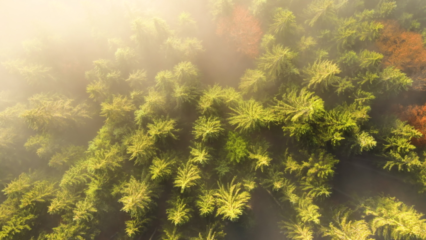 Aerial view of foggy green pine forest with canopies of spruce trees in autumn mountains.