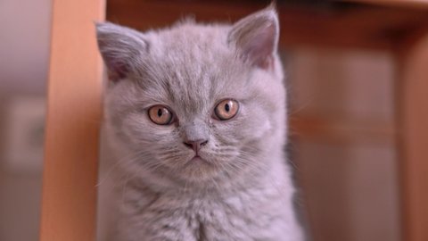 British fold kitten, ash color, poses for the camera, close-up.